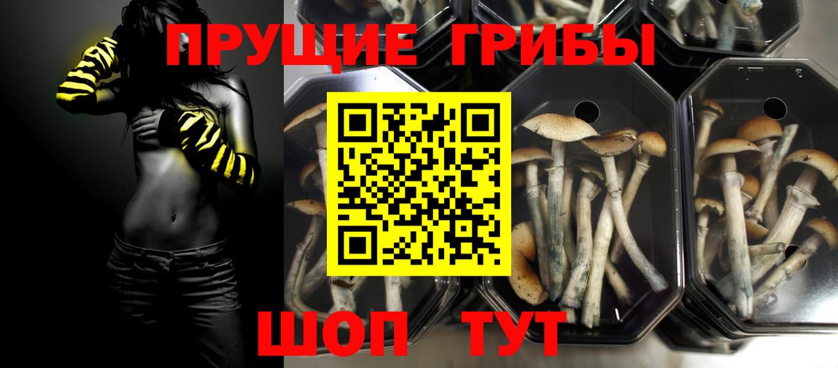 купить закладку  Вход с VPN  Алатырь  Галлюциногенные грибы Cubensis 